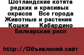 Шотландские котята редких и красивых  окрасов - Все города Животные и растения » Кошки   . Кабардино-Балкарская респ.